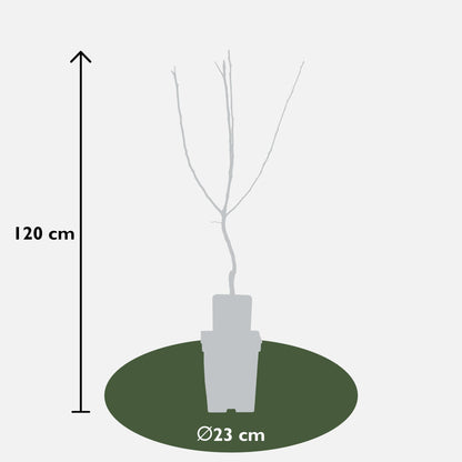 Buitenplant - Mespilus germanica 'Westerfield' - Winterhard - Pot Ø 23cm Hoogte ↕ 120cm