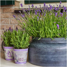 Buitenplant 3x Lavandula angustifolia Felice® in Lavendelprint sierpot - Bloeiend - Pot Ø 13cm