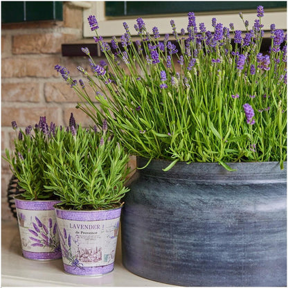 Buitenplant 3x Lavandula angustifolia Felice® in Lavendelprint sierpot - Bloeiend - Pot Ø 13cm