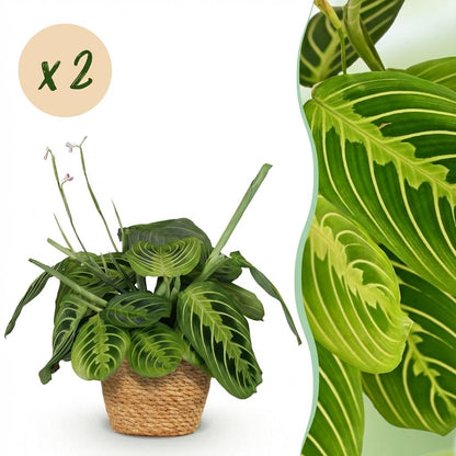 Kamerplant 2x Maranta Fascinator Lemon Lime - Gebedsplant - Pot Ø 12cm Hoogte ↕ 25cm