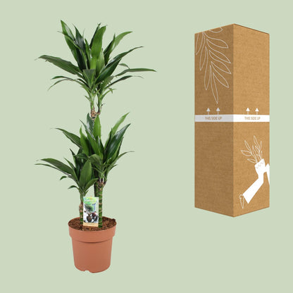 Kamerplant - Dracaena Janet Craig 60-30-15 - Pot Ø 21cm Hoogte ↕ 100cm