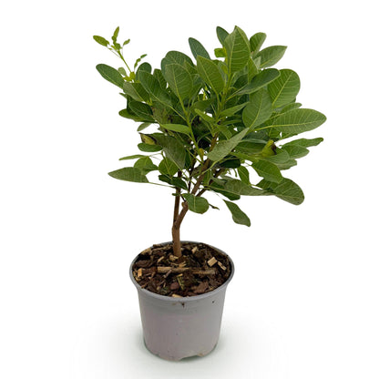 Buitenplant - Cotinus coggyria 'Young Lady' - Bladverliezend - Pot Ø 12cm Hoogte ↕ 35cm