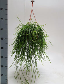 Kamerplant - Rhipsalis Kirbergii - Pot Ø 20cm Hoogte ↕ 50cm