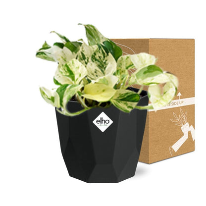 Kamerplant - Epipremnum Pinnatum 'Happy Leaf' - Hangplant - Pot Ø 14cm