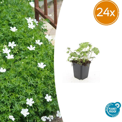 Buitenplant 24x Geranium sang. 'Album' - Bloeiend - Pot Ø 9cm Hoogte ↕ 10-25cm
