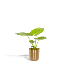 Kamerplant - Alocasia Macrorrhiza - Inclusief sierpot - Pot Ø 19cm Hoogte ↕ 70cm