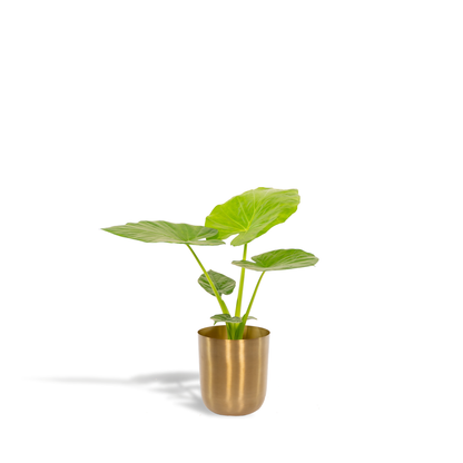 Kamerplant - Alocasia Macrorrhiza - Inclusief sierpot - Pot Ø 19cm Hoogte ↕ 70cm