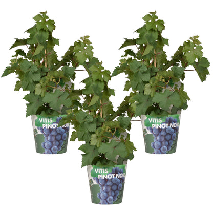 Buitenplant 3x Vitis Pixie 'Pinot Noir' - Pot Ø 14cm Hoogte ↕ 30cm