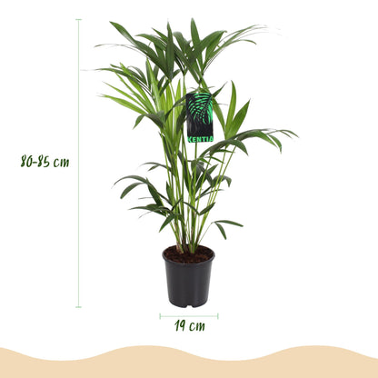 Kamerplant - Howea Forsteriana (Kentia Palm) incl. Mand - Pot Ø 19cm Hoogte ↕ 80-85cm