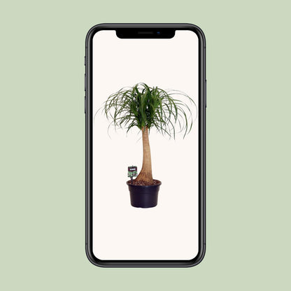 Kamerplant - Beaucarnea Nolina - Pot Ø 23cm Hoogte ↕ 60cm