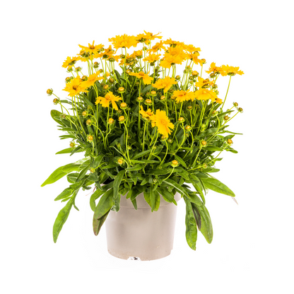 Buitenplant - Coreopsis Grandiflora - Bloeiend - Pot Ø 19cm Hoogte ↕ 50-60cm