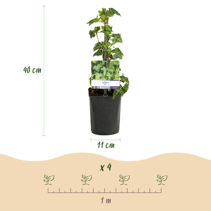 Buitenplant 2x Hedera helix - Klimplant - Groenblijvend - Pot Ø 11cm Hoogte ↕ 40cm