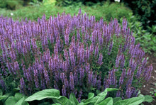 Buitenplant 12x Salvia nemorosa 'Caradonna' - Bloeiend - Pot Ø 9cm Hoogte ↕ 10-25cm