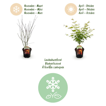 Buitenplant - Acer palmatum Orange Dream - Winterhard - Pot Ø 19cm Hoogte ↕ 70cm