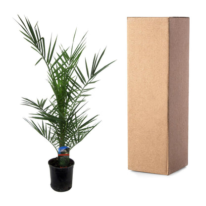 Buitenplant - Phoenix canariensis - Pot Ø 14cm Hoogte ↕ 80cm