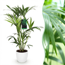 Kamerplant - Howea Forsteriana Kentia Palm - Pot Ø 19cm Hoogte ↕ 80-85cm