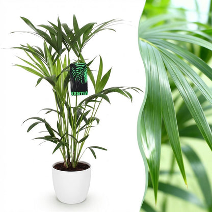Kamerplant - Howea Forsteriana Kentia Palm - Pot Ø 19cm Hoogte ↕ 80-85cm
