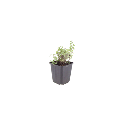 48x Nepeta faassenii - ↕10-25cm - Ø9cm