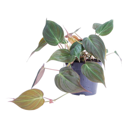 Kamerplant - Philodendron scandens 'Micans' - Pot Ø 12cm Hoogte ↕ 25cm