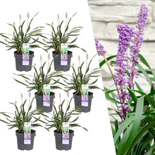 Buitenplant 6x Liriope muscari 'Ingwersen' - Pot Ø 14cm Hoogte ↕ 25cm