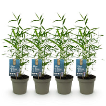 Buitenplant 4x Fargesia Blue Dragon - Bladhoudend - Pot Ø 14cm Hoogte ↕ 35cm