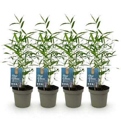 Buitenplant 4x Fargesia Blue Dragon - Bladhoudend - Pot Ø 14cm Hoogte ↕ 35cm