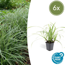 Buitenplant 6x Carex morrowii 'Ice Dance' - Pot Ø 9cm Hoogte ↕ 10-25cm