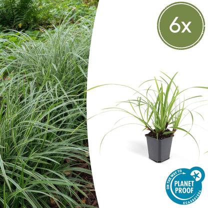 Buitenplant 6x Carex morrowii 'Ice Dance' - Pot Ø 9cm Hoogte ↕ 10-25cm