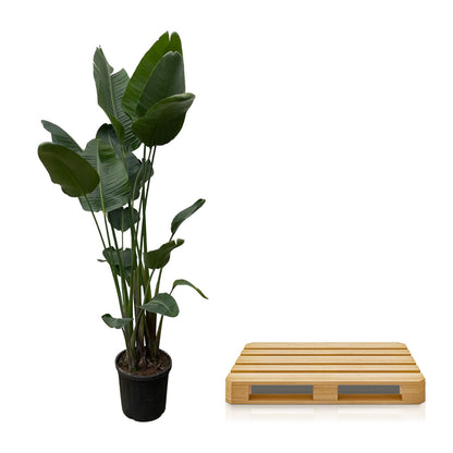XL plant - Strelitzia Nicolai - Pot Ø 34-50cm Hoogte ↕ 250cm