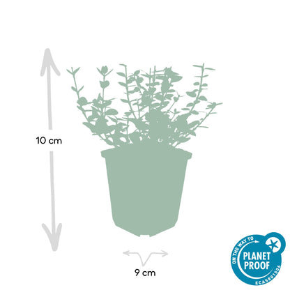 Buitenplant 24x Euonymus fort. 'Emerald Gaiety' - Pot Ø 9cm Hoogte ↕ 10-25cm