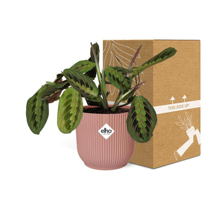 Kamerplant - Maranta Leuconeura 'Fascinator' Tricolor - Pot Ø 14cm