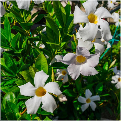 Buitenplant 6x Dipladenia White - Mandevilla wit - Pot Ø 12cm Hoogte ↕ 25cm