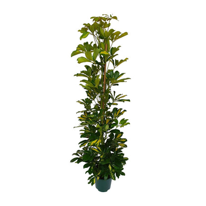Kamerplant - Schefflera Arboricola Gerda - Luchtzuiverend - Pot Ø 20cm Hoogte ↕ 90cm