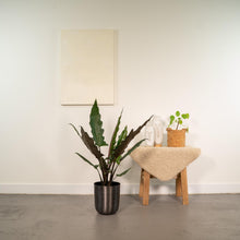 Kamerplant - Alocasia Lauterbachiana - Inclusief sierpot - Pot Ø 19cm Hoogte ↕ 80cm