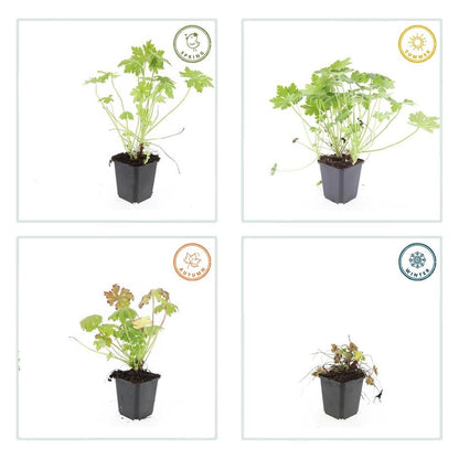 Buitenplant 12x Geranium macrorrhizum - Bloeiend - Pot Ø 9cm Hoogte ↕ 10-25cm