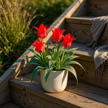 Buitenplant - Tulp Greigii Red - Bloeiend - 15 bollen Bolmaat 11/12
