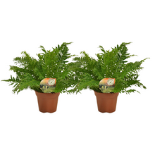 Kamerplant 2x Blechnum Silver Lady - Pot Ø 17cm Hoogte ↕ 50cm
