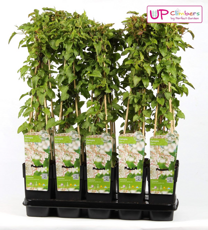Buitenplant - Fallopia baldschuanica - Bruidsluier - Pot Ø 15cm Hoogte ↕ 65cm