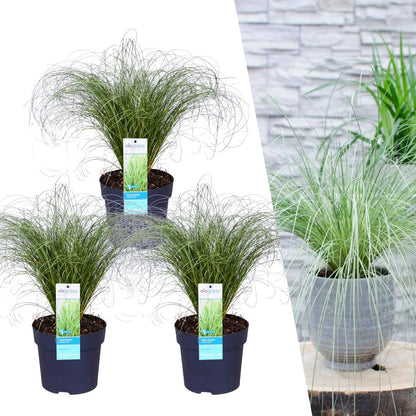 Buitenplant 3x Carex comans 'Frosted Curls' - Pot Ø 14cm Hoogte ↕ 25cm