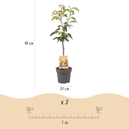Buitenplant - Kersenboom Prunus avium Regina - Rode kers - Pot Ø 21cm Hoogte ↕ 90cm