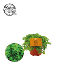 Kamerplant - Pilea Depressa - Pot Ø 10,5cm Hoogte ↕ 15cm