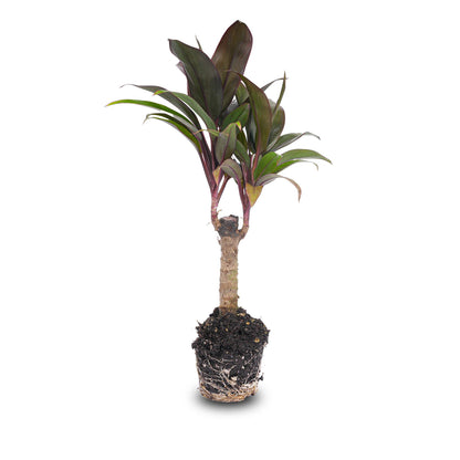 Kamerplant - Cordyline fruticosa 'Purple Compacta' - Pot Ø 6cm