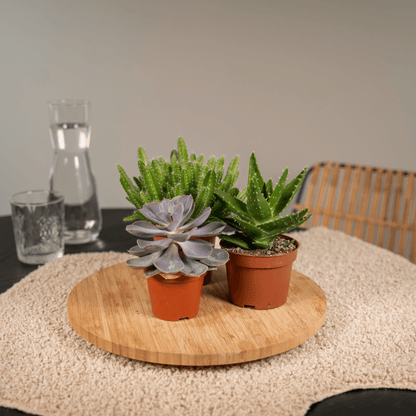 Kamerplant 6x Succulenten Mix - Pot Ø 10,5cm Hoogte ↕ 12cm