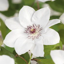 Buitenplant 2x Clematis Miss Bateman - Klimplant - Bloeiend - Pot Ø 11cm Hoogte ↕ 40cm