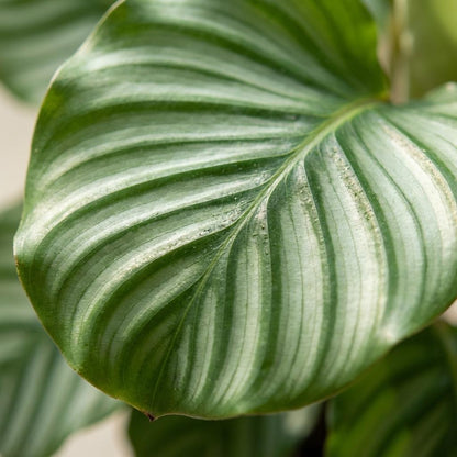 Kamerplant - Calathea Orbifolia met zeegras mand - Pot Ø 21cm Hoogte ↕ 65cm
