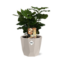 Kamerplant - Coffea Arabica - Incl. sierpot - Pot Ø 14cm