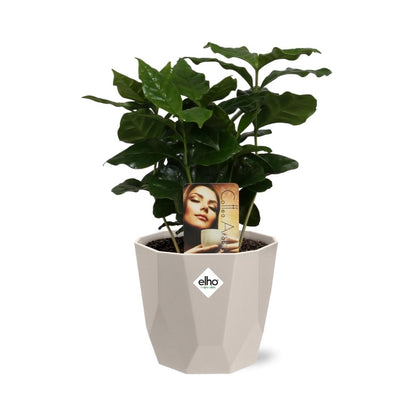 Kamerplant - Coffea Arabica - Incl. sierpot - Pot Ø 14cm