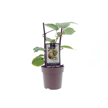 Buitenplant - Actinidia Jenny - Winterhard - Pot Ø 15cm Hoogte ↕ 40cm