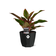 Kamerplant - Aglaonema Crete - Pot Ø 14cm