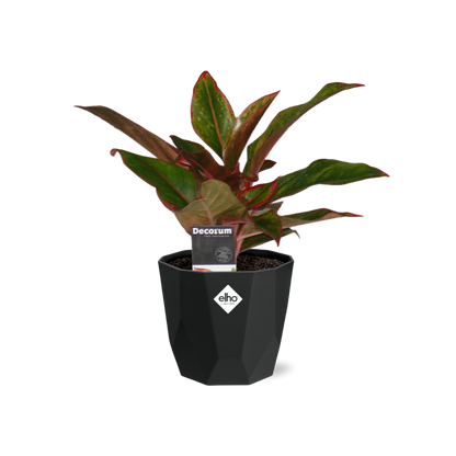 Kamerplant - Aglaonema Crete - Pot Ø 14cm